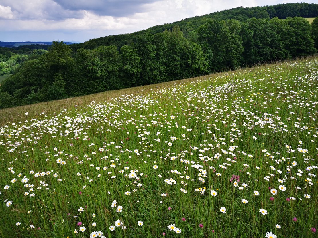 blühende Blumenwiese mit Wald als Biodiversitäts-Fläche ©Eva Kail/LK Niederösterreich