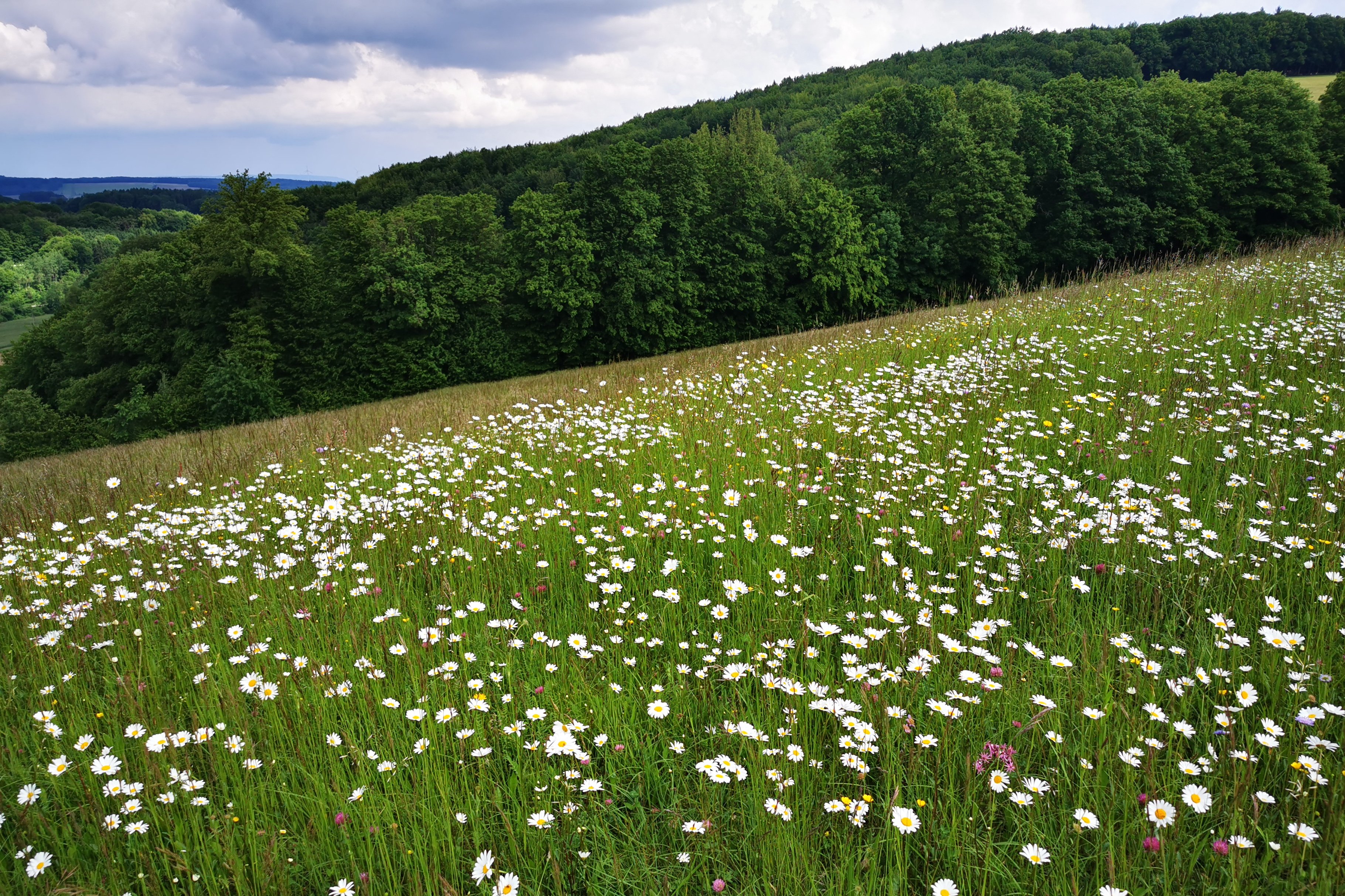 blühende Blumenwiese mit Wald als Biodiversitäts-Fläche ©Eva Kail/LK Niederösterreich