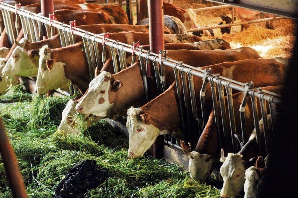 Rinder im Stall beim Fressen von Grünfutter