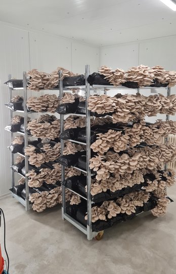 Einblicke in die Schwammerlproduktion