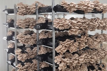 Einblicke in die Schwammerlproduktion