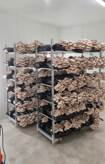 Einblicke in die Schwammerlproduktion