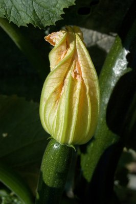 Zucchiniblüte ©AMA Marketing