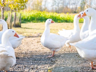 Weisse Gänse auf der Weide im Auslauf