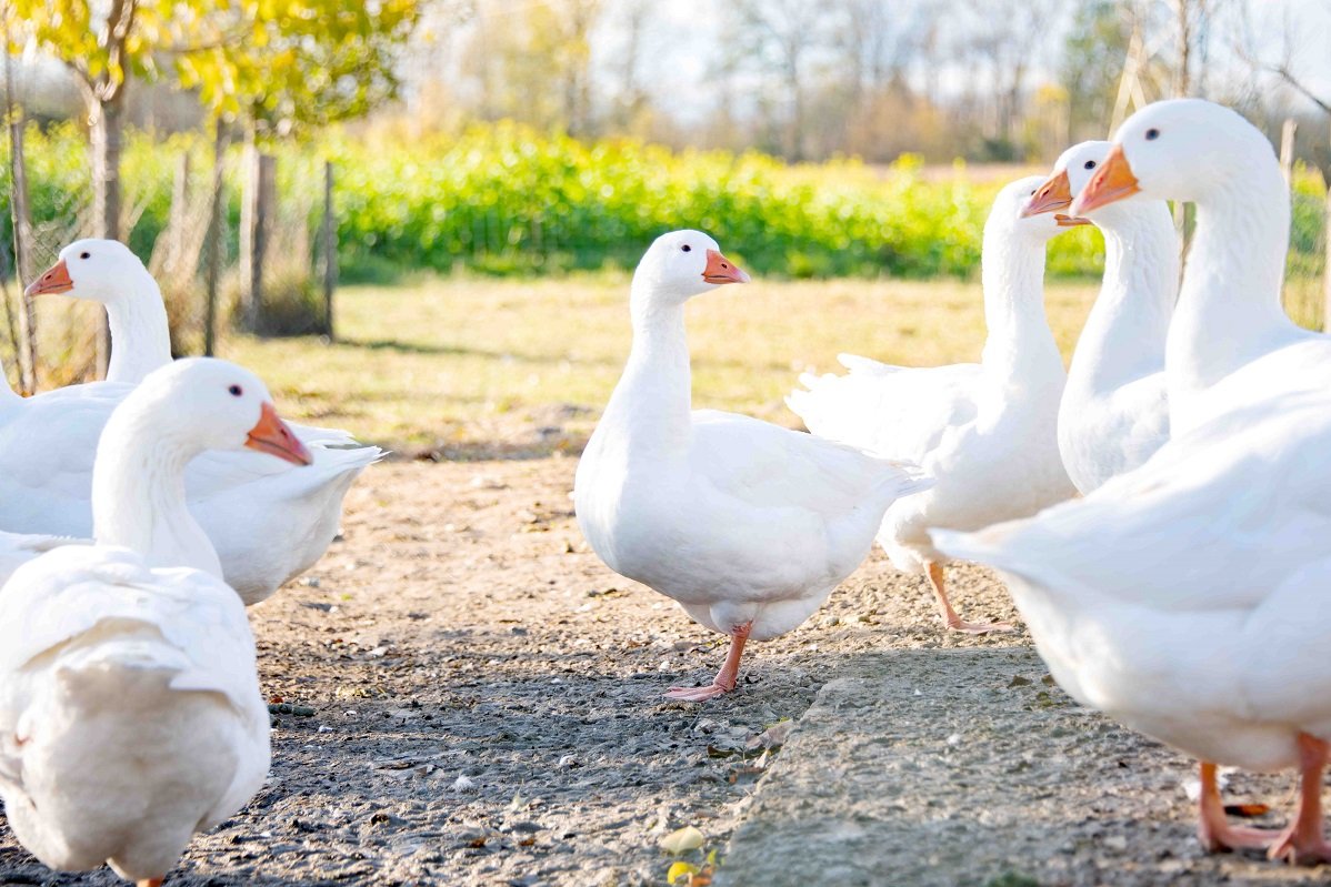 Weisse Gänse auf der Weide im Auslauf