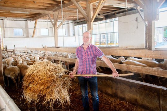 Schafbauer beim Einstreuen von frischem Stroh in den Schafstall mit den Schafen im Hintergrund
