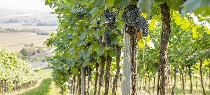 Weinstöcke ©Sonja Hießberger/LK Niederösterreich