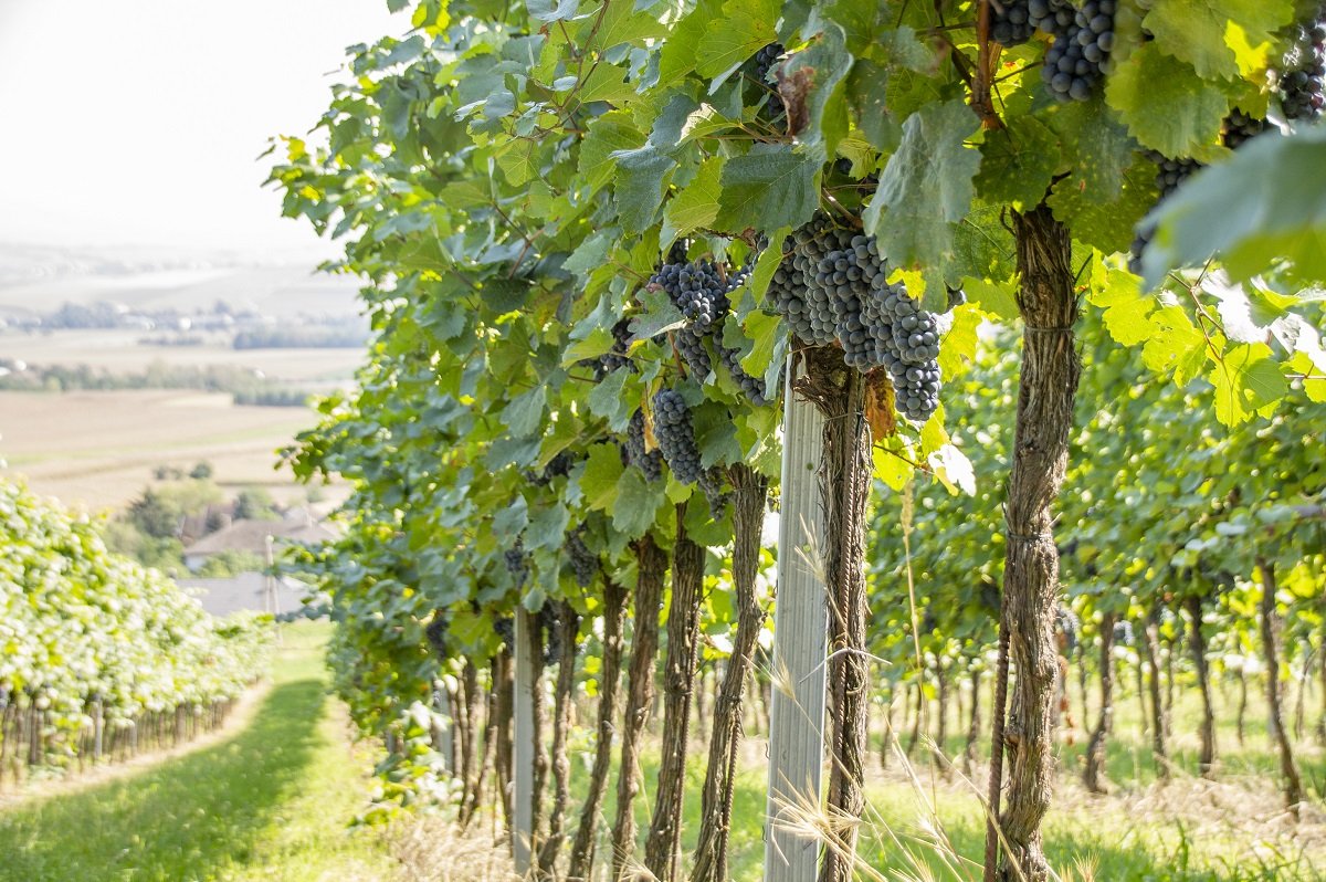 Weinstöcke ©Sonja Hießberger/LK Niederösterreich