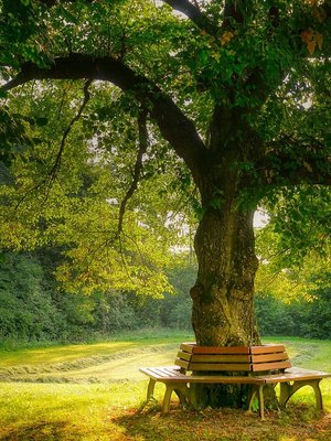 Klimaheld Wald mit Bank im Eichenwald