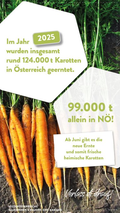 Karottenernte in NÖ