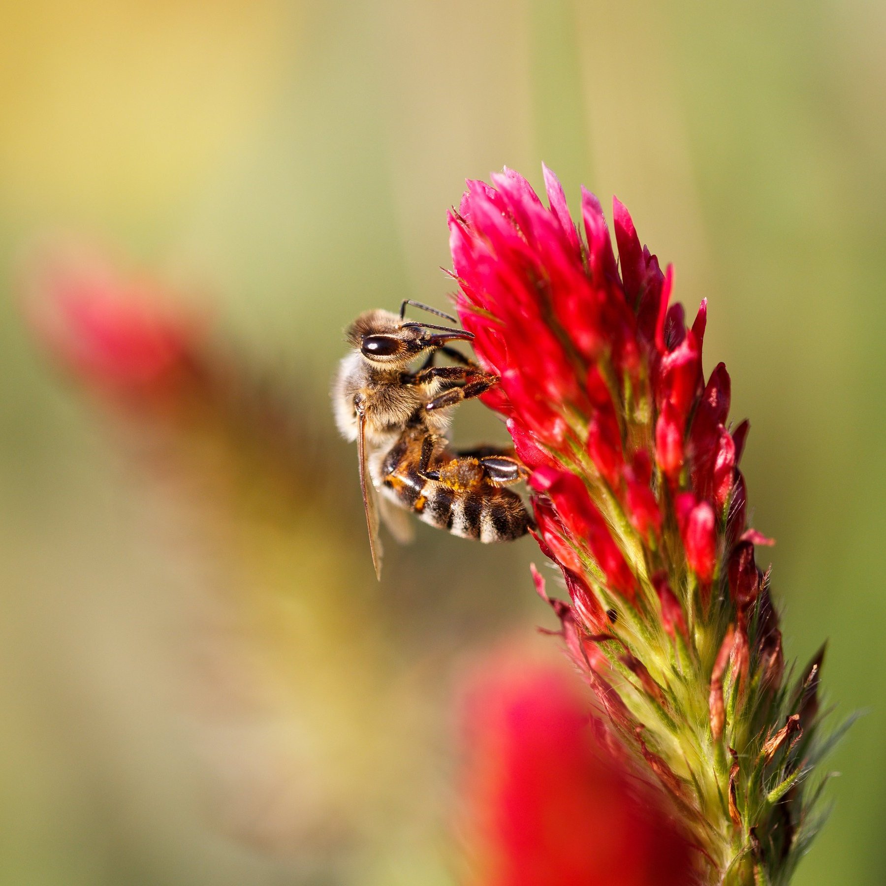 Der feuerrote Inkarnatsklee sorgt für Farbtupfen und Nahrung ©Martin Kleine/stock.adobe.com