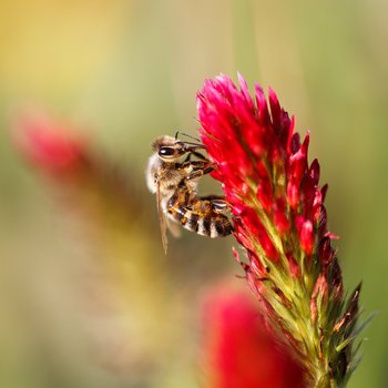 Der feuerrote Inkarnatsklee sorgt für Farbtupfen und Nahrung ©Martin Kleine/stock.adobe.com