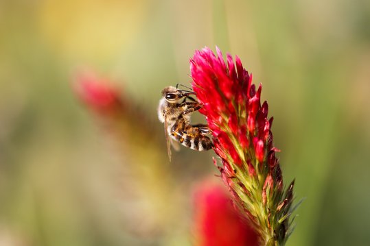 Der feuerrote Inkarnatsklee sorgt für Farbtupfen und Nahrung ©Martin Kleine/stock.adobe.com
