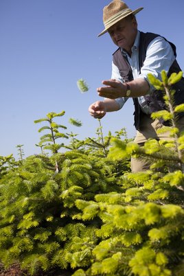 Korrigieren der Christbaumspitze