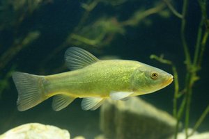 Schleie schwimmt im Wasser über Steine und vor Grünpflanzen