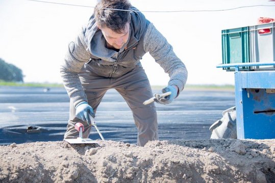 Erntehelfer sticht Spargel mit Messer
