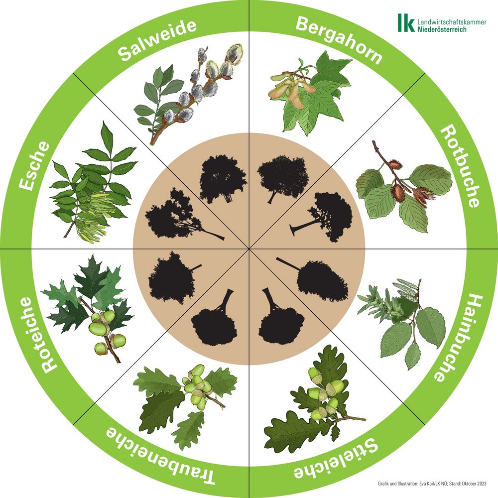 Baumlegekreis mit Bergahorn, Rotbuche, Hainbuche, Stieleiche, Traubeneiche, Roteiche, Esche und Salweide