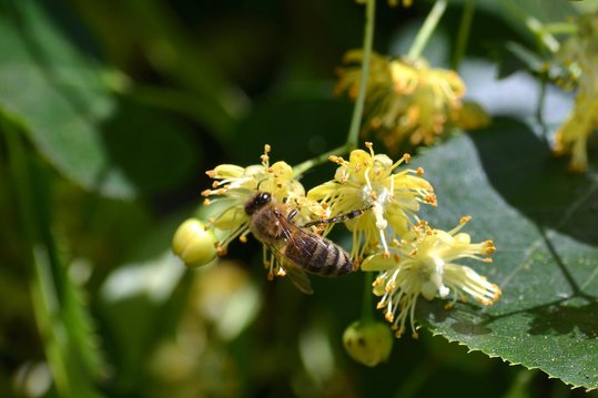 Linden bieten den Honigbienen und blütenbestäubenden Insekten Nektar im Überfluss. ©pixabay