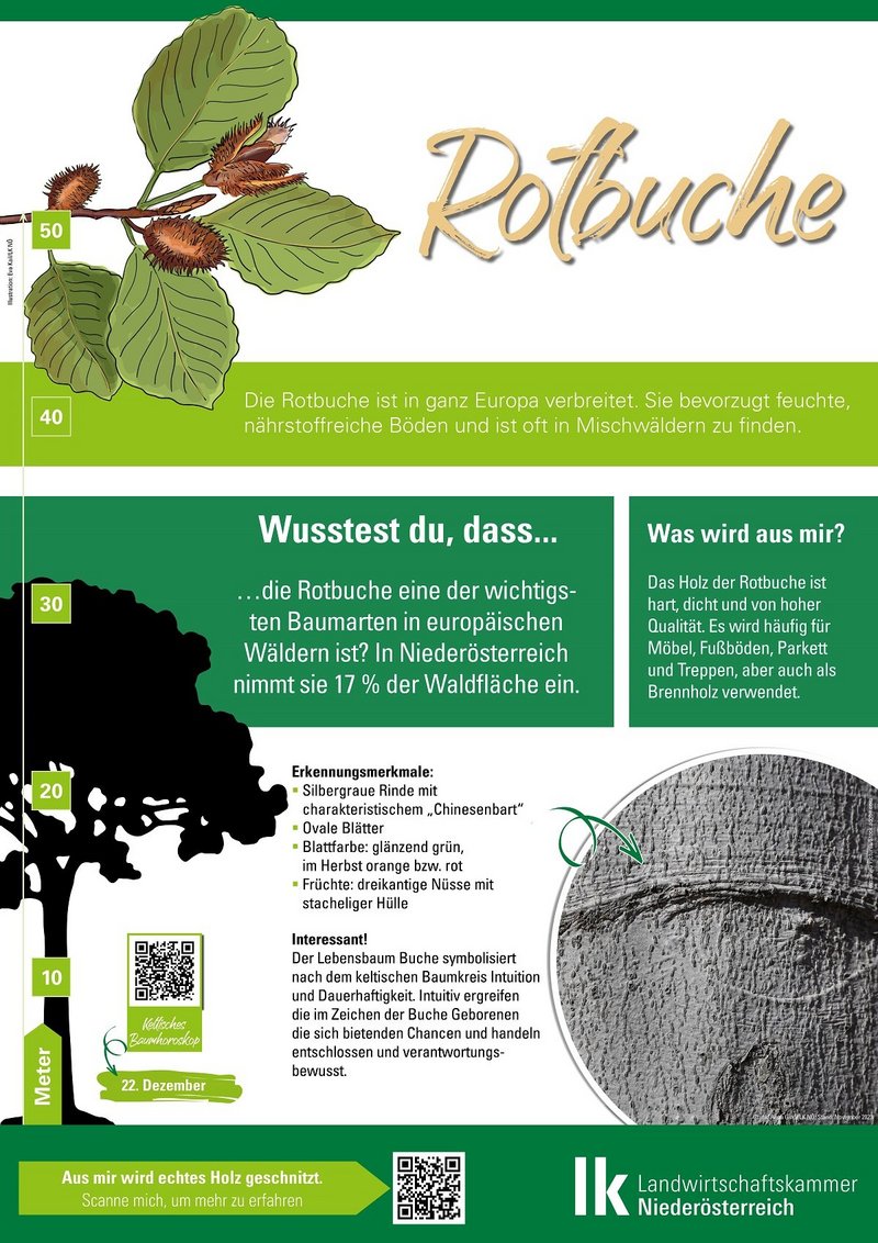 Rotbuche Bauminfotafel