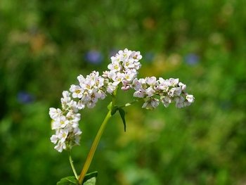 weiß blühender Buchweizen am Feld ©pixabay