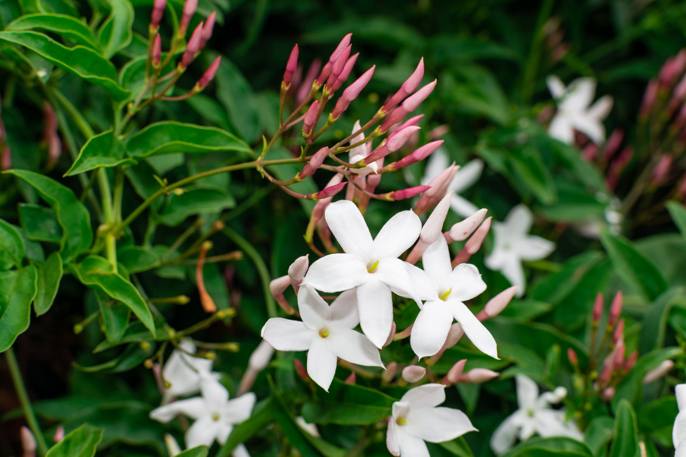 Jasmine flower (Jasminum officinale), blooming with green leaves