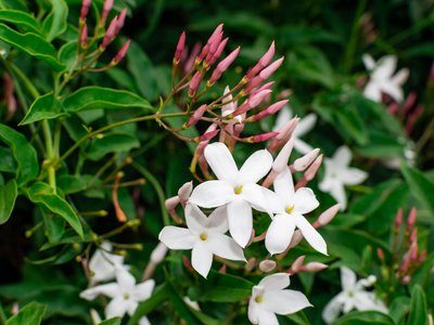 Jasmine flower (Jasminum officinale), blooming with green leaves