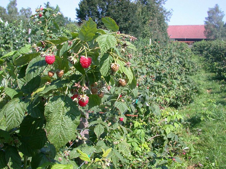 Himbeerstauden ©LK Niederösterreich/Referat Pflanzenbau
