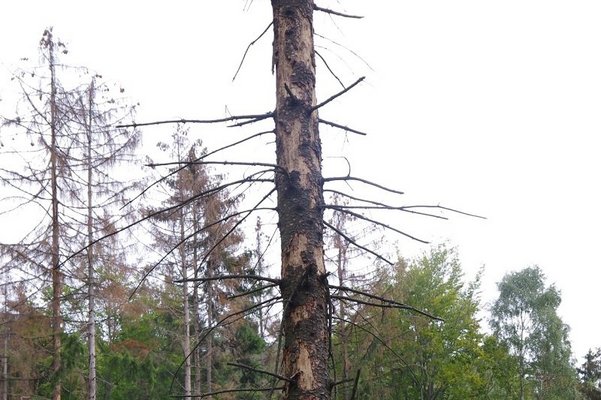 Schadbild Borkenkäfer ©Karl Schuster/LK Niederösterreich