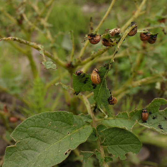 Bei massenhaftem Auftreten können Erdäpfelkäfer ganze Ernten vernichten. ©pixabay