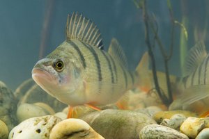 Flussbarsch schwimmt über Steine im Wasser