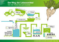 Von der Rübe zum Zucker_Lehrvorlage