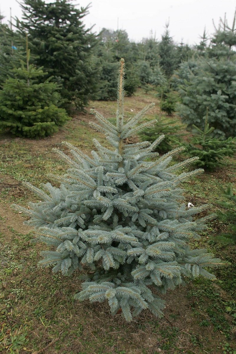 kleine Blaufichte ©Karl Schuster/LK Niederösterreich