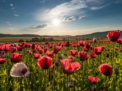 Blühendes Mohnfeld mit roten Mohnblüten