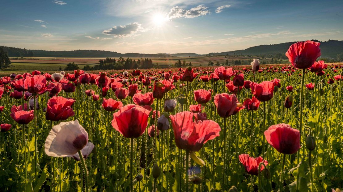 Blühendes Mohnfeld mit roten Mohnblüten