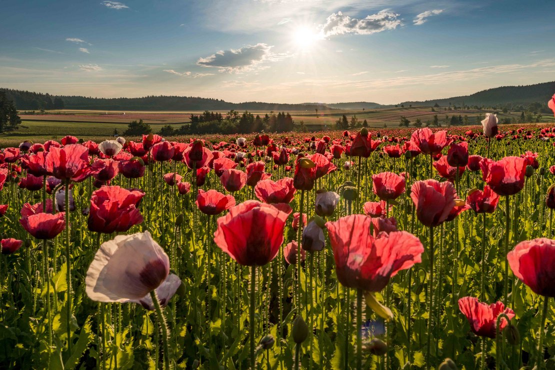 Blühendes Mohnfeld mit roten Mohnblüten