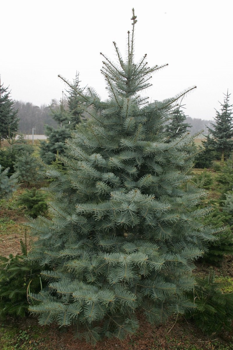 Coloradotanne oder auch Silbertanne genannt ©Karl Schuster/LK Niederösterreich