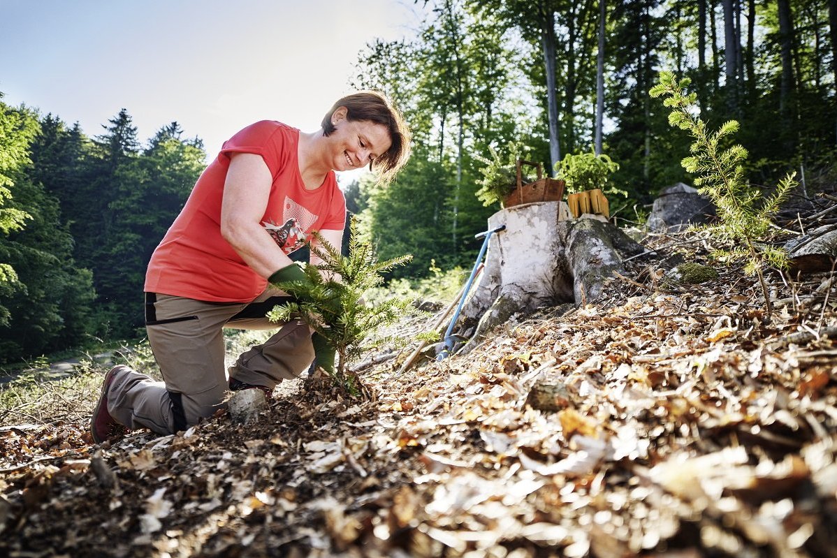 Sujet Holz der Kampagne Verlass di drauf der Landwirtschaftskammer Niederösterreich