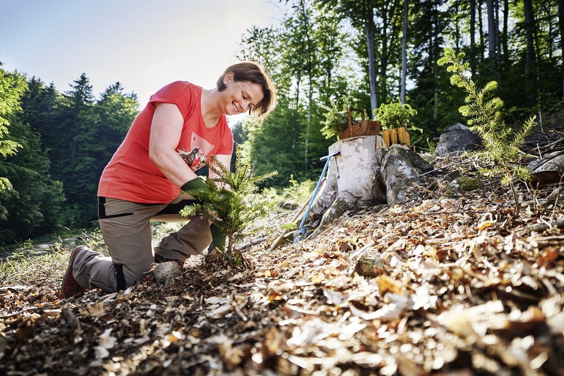 Sujet Holz der Kampagne Verlass di drauf der Landwirtschaftskammer Niederösterreich