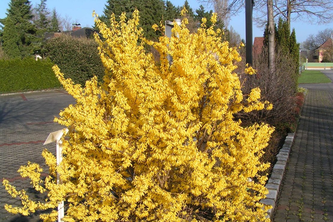 Forsythia