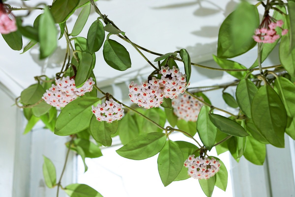 Beautiful hoya flowers in the house.