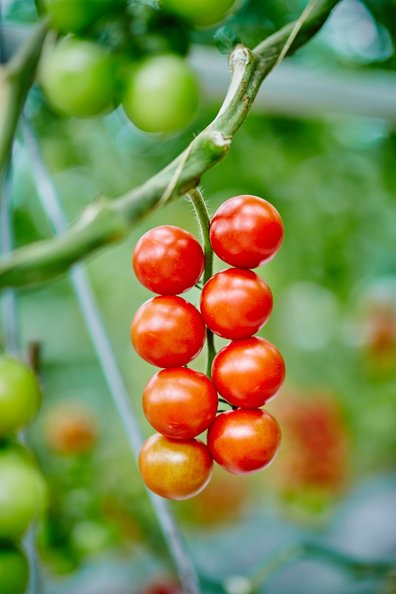 Paradeiser im Glashaus ©Franz Gleiß/LK Niederösterreich