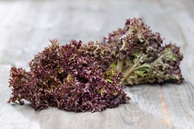 Lollo Rosso Salat liegt auf einem Holztisch