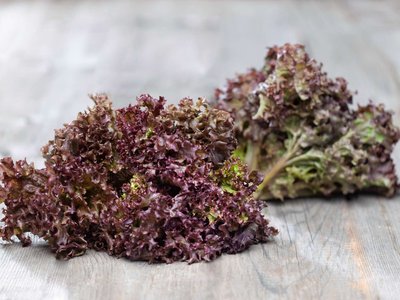 Lollo Rosso Salat liegt auf einem Holztisch