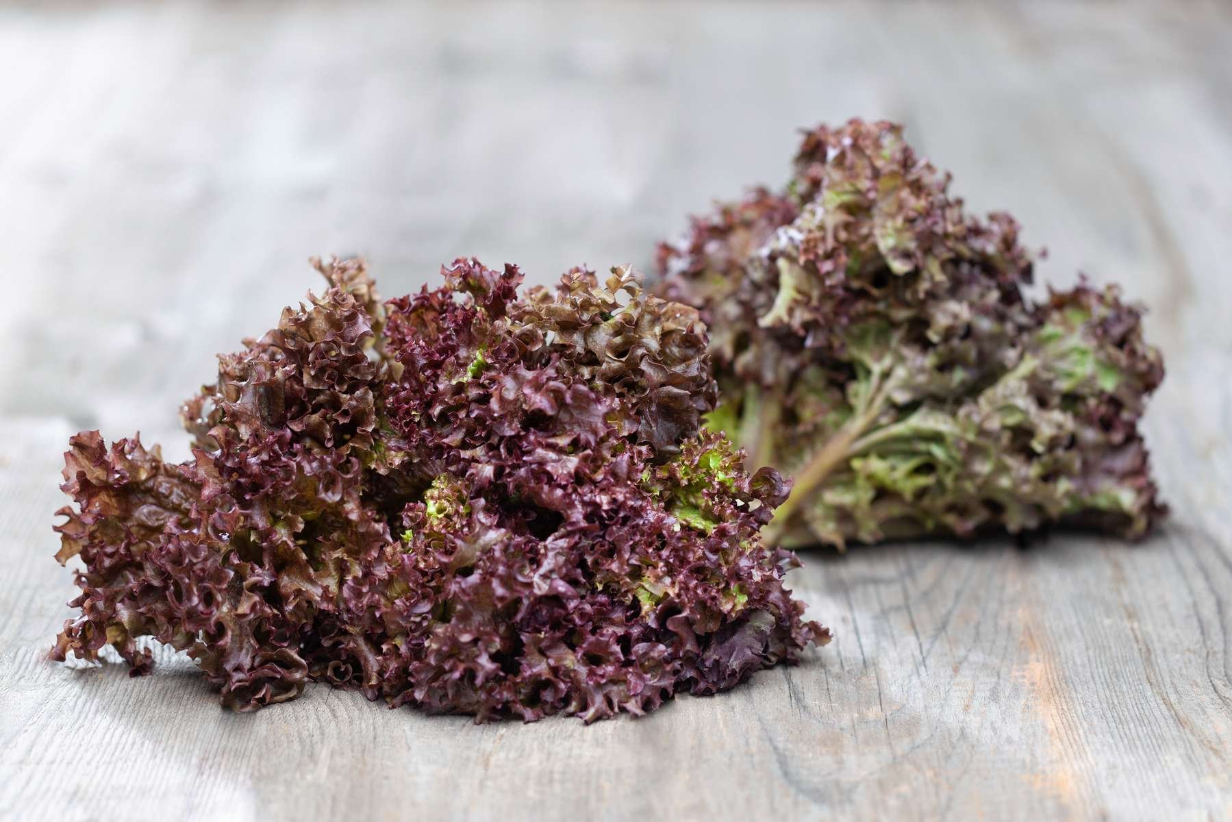 Lollo Rosso Salat liegt auf einem Holztisch