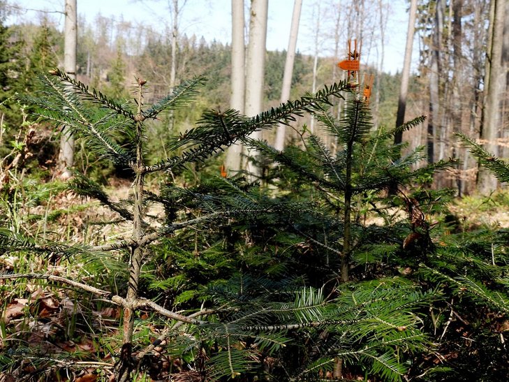 Weißtanne ©Susanne Teufl/LK Niederösterreich