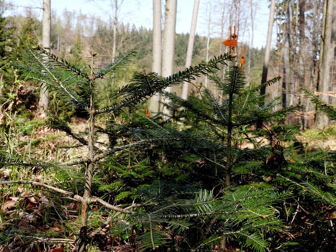 Weißtanne ©Susanne Teufl/LK Niederösterreich