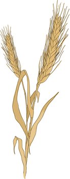 Roggenähre ©Eva Kail/LK Niederösterreich