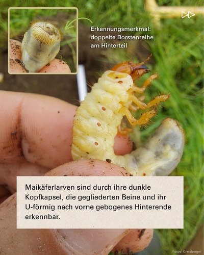 Erkennungsmerkmale Engerling