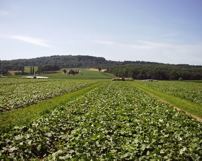 Gurkerlfeld ©AMA Marketing