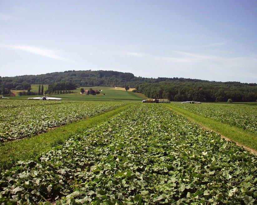 Gurkerlfeld ©AMA Marketing